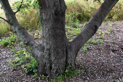 Quercus acerifolia (Maple-leaved Oak), bark, trunk