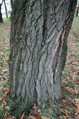 Quercus acutissima (Sawtooth Oak), bark, mature