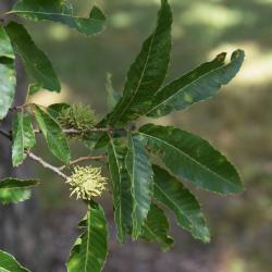 Quercus alba (White Oak), bark, trunk