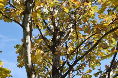 Quercus 'K.B. Crystal' (K. B. Crystal Oak), bark, branch