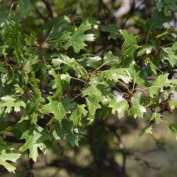Quercus bicolor (swamp white oak), leaves detail
