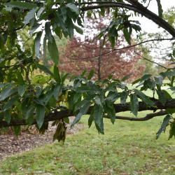 Quercus acutissima (Sawtooth Oak), leaf, upper surface
