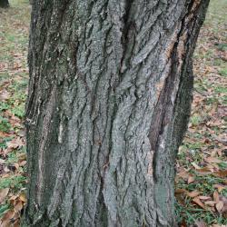 Quercus acutissima (Sawtooth Oak), bark, mature