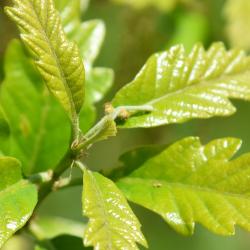 Quercus 'K. B. Crystal' (K. B. Crystal Oak), leaf, new