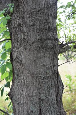Quercus acerifolia (Maple-leaved Oak), bark, mature