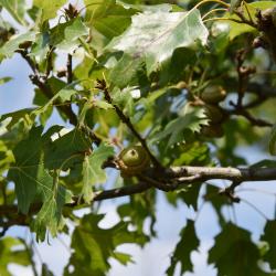Quercus acerifolia (Maple-leaved Oak), leaf, lower surface
