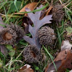 Quercus acutissima (Sawtooth Oak), acorn cap