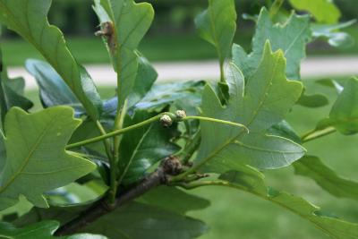 Quercus 'K.B. Crystal' (K. B. Crystal Oak), flower, pistillate
