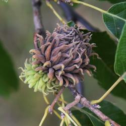 Quercus acutissima (Sawtooth Oak), fruit, mature