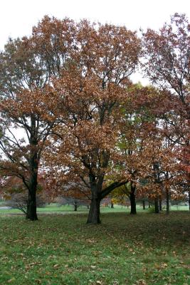 Quercus acutissima (Sawtooth Oak), habit, fall