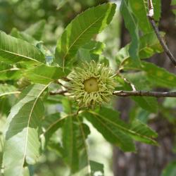Quercus acutissima (Sawtooth Oak), inflorescence