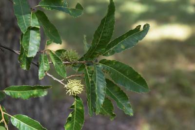 Quercus acutissima (Sawtooth Oak), leaf, fall