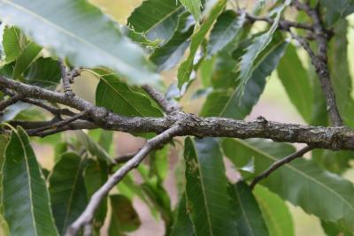Quercus acutissima (Sawtooth Oak), bark, twig