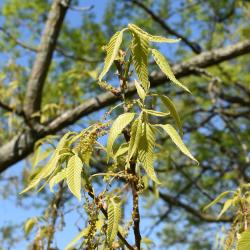 Quercus acutissima (Sawtooth Oak), leaf, new