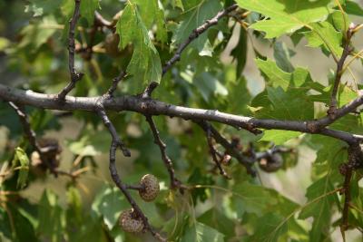 Quercus acerifolia (Maple-leaved Oak), bark, branch
