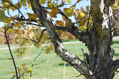 Quercus 'K.B. Crystal' (K. B. Crystal Oak), bark, branch