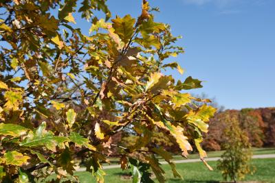 Quercus 'K.B. Crystal' (K. B. Crystal Oak), leaf, fall
