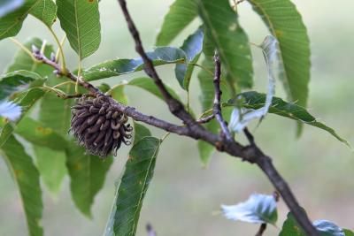 Quercus acutissima (Sawtooth Oak), fruit, mature