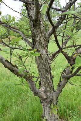 Quercus 'K.B. Crystal' (K. B. Crystal Oak), bark, trunk