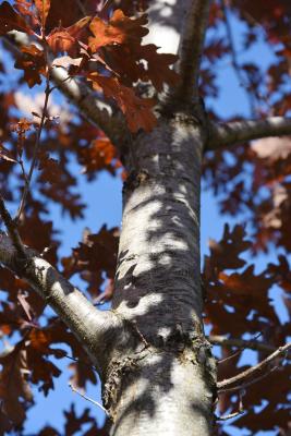 Quercus alba (White Oak), bark, branch