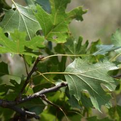 Quercus acerifolia (Maple-leaved Oak), leaf, upper surface
