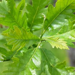 Quercus acutissima (Sawtooth Oak), fruit, immature