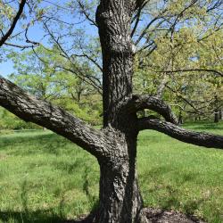 Quercus acutissima (Sawtooth Oak), bark, trunk