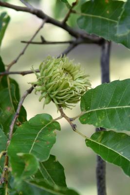 Quercus acutissima (Sawtooth Oak), fruit, immature
