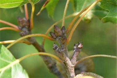 Quercus acerifolia (Maple-leaved Oak), bud, terminal
