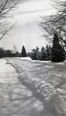 Morton residence road in winter with evergreens along right side