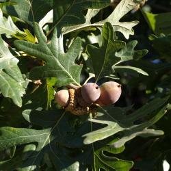 Quercus alba (White Oak), fruit, mature