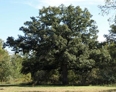 Quercus alba (White Oak), habit, summer