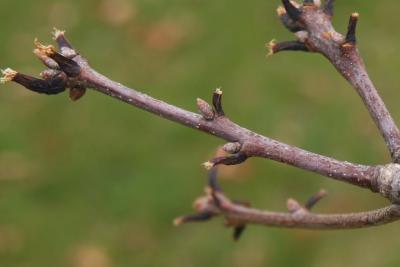 Quercus alba (White Oak), bud, lateral