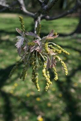 Quercus alba (White Oak), flower, staminate