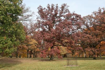 Quercus alba (White Oak), habit, fall