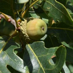 Quercus alba (White Oak), habit, fall