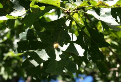 Quercus alba (White Oak), leaf, gall