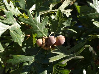 Quercus alba (White Oak), fruit, mature