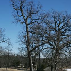 Quercus alba (White Oak), habitat