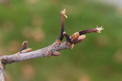 Quercus alba (White Oak), bud, terminal