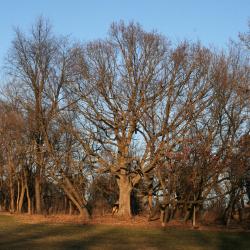 Quercus alba (White Oak), habit, young