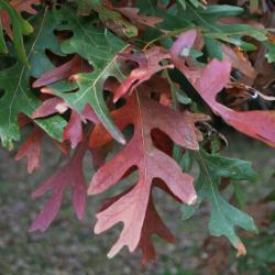 Quercus alba (White Oak), leaf, fall