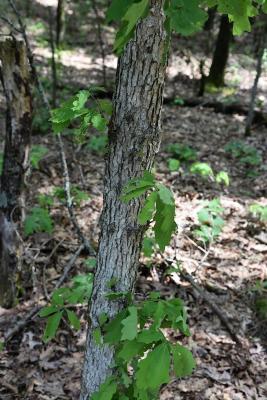Quercus alba (White Oak), bark, young