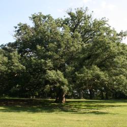 Quercus alba (White Oak), habit, winter