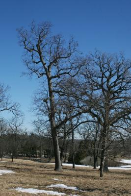 Quercus alba (White Oak), habit, winter