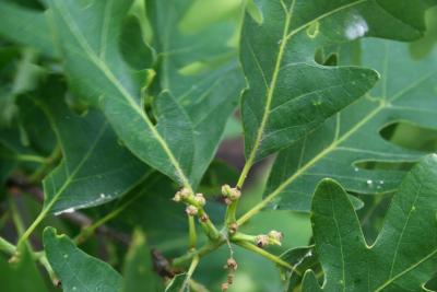 Quercus alba (White Oak), flower, pistillate
