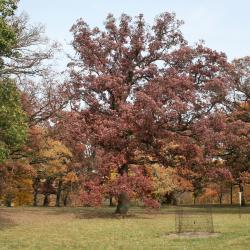 Quercus alba (White Oak), habit, spring