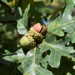 Quercus alba (White Oak), inflorescence