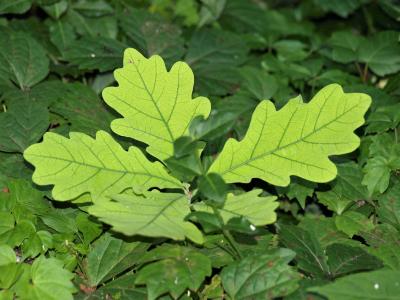 Quercus alba (White Oak), leaf, chlorotic