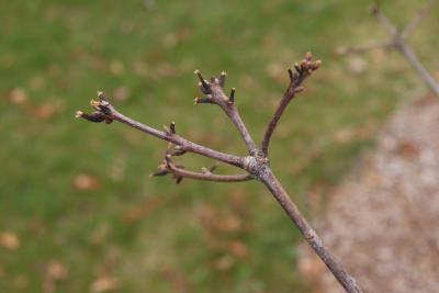Quercus alba (White Oak), bark, twig